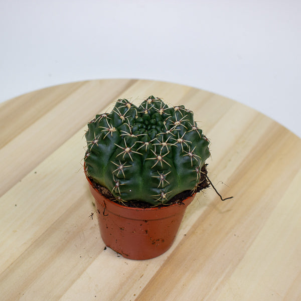 Gymnocalycium baldianum 8.5cm H12cm