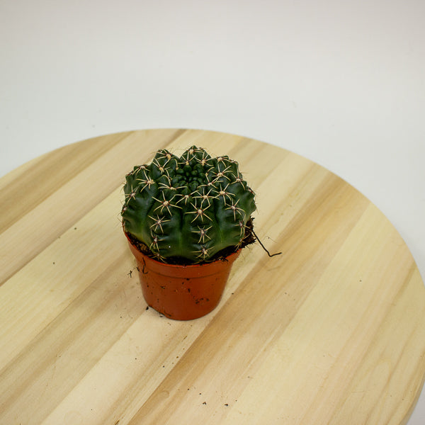 Gymnocalycium baldianum 8.5cm H12cm