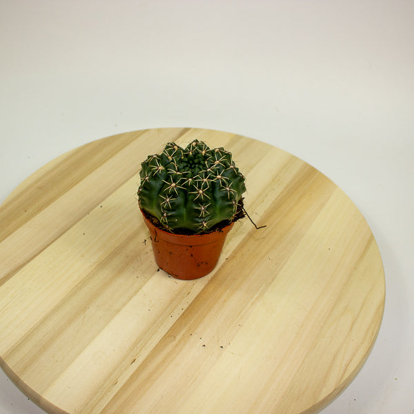 Gymnocalycium baldianum 8.5cm H12cm