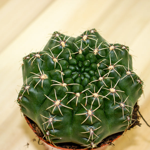 Gymnocalycium baldianum 8.5cm H12cm