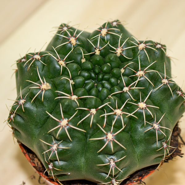Gymnocalycium baldianum 8.5cm H12cm