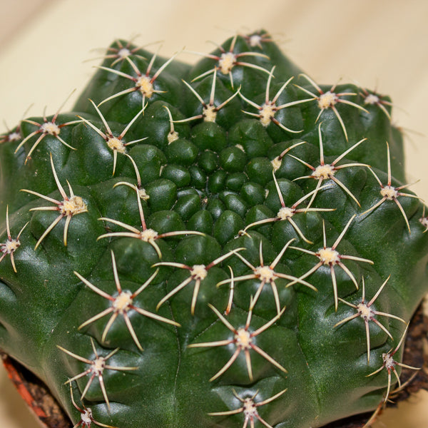 Gymnocalycium baldianum 8.5cm H12cm