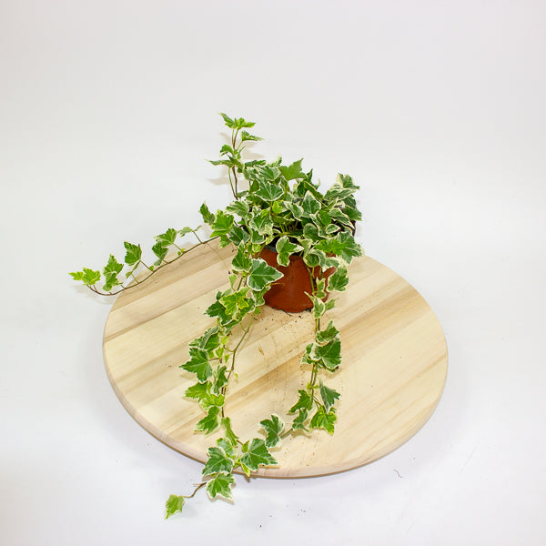 Hedera helix 'White Wonder' 13cm H30cm