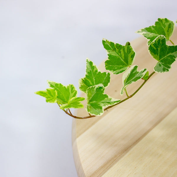 Hedera helix 'White Wonder' 13cm H30cm