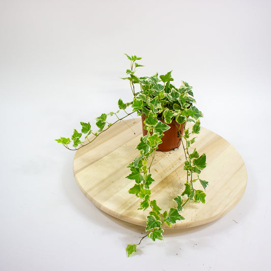 Hedera helix 'White Wonder' 13cm H30cm