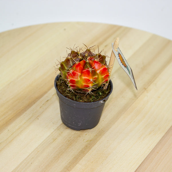 One Gymnocalycium mihanovichii from our selection 6cm h10cm