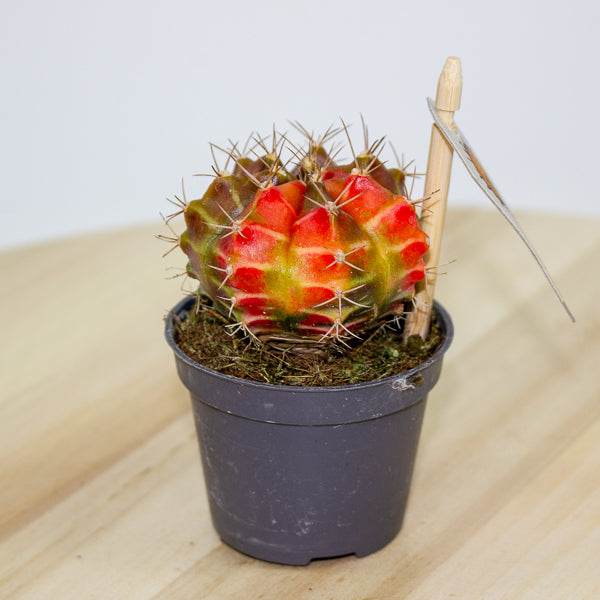 One Gymnocalycium mihanovichii from our selection 6cm h10cm