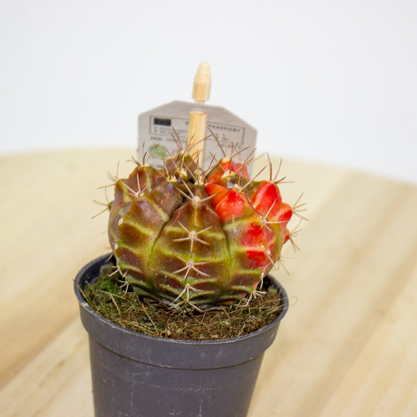 One Gymnocalycium mihanovichii from our selection 6cm h10cm