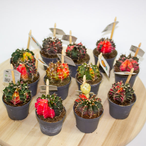 One Gymnocalycium mihanovichii from our selection 6cm h10cm