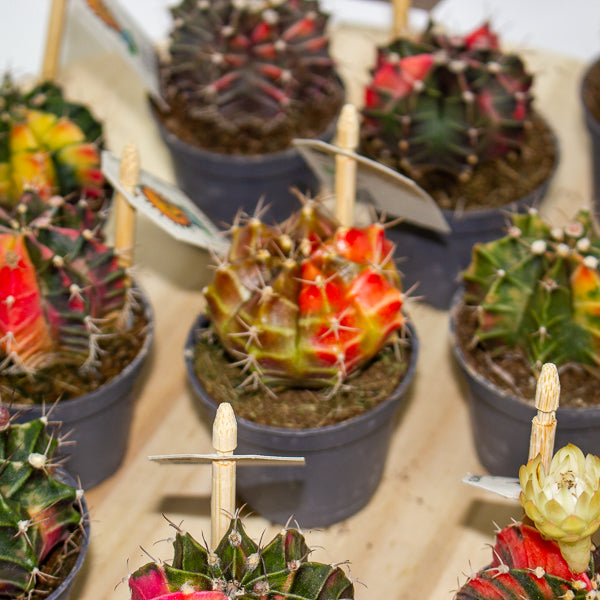 One Gymnocalycium mihanovichii from our selection 6cm h10cm