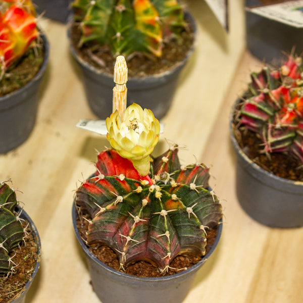 One Gymnocalycium mihanovichii from our selection 6cm h10cm