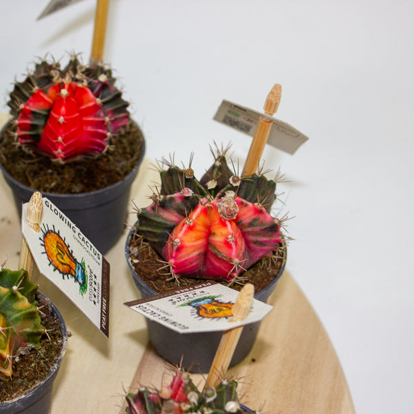 One Gymnocalycium mihanovichii from our selection 6cm h10cm
