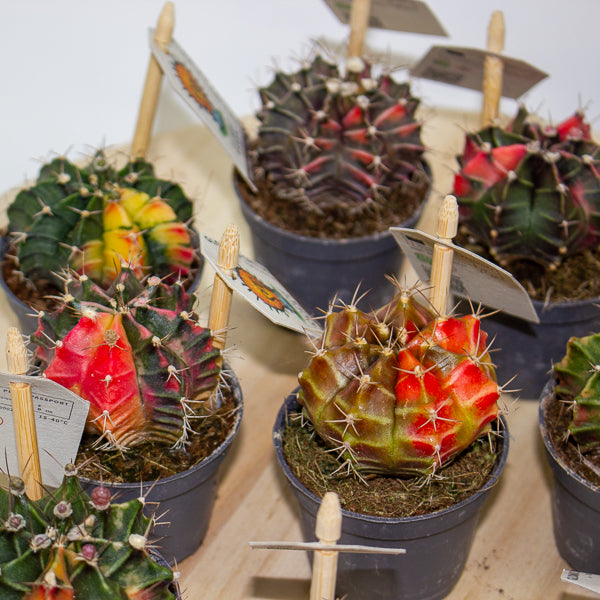 One Gymnocalycium mihanovichii from our selection 6cm h10cm