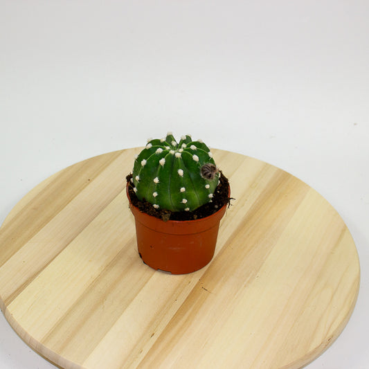 Echinopsis multiplex 10.5cm H15cm
