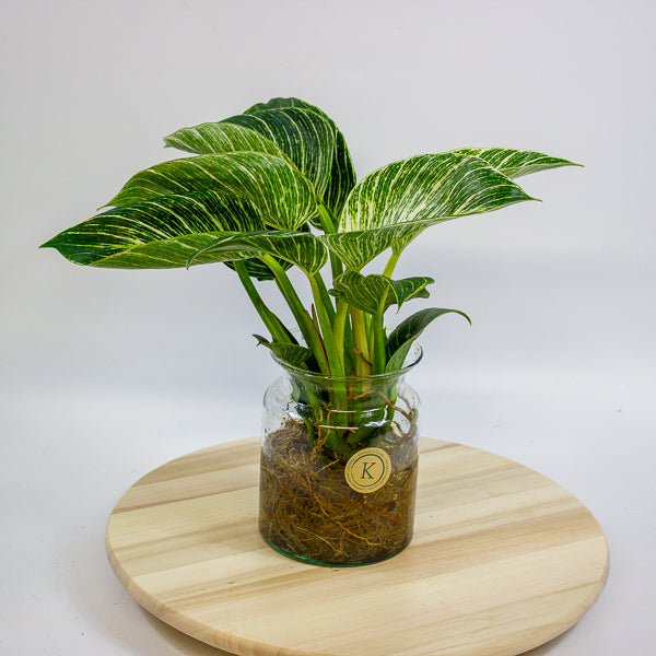 Philodendron White Wave in Hydro/Aqua 12cm H30cm