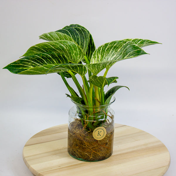 Philodendron White Wave in Hydro/Aqua 12cm H30cm