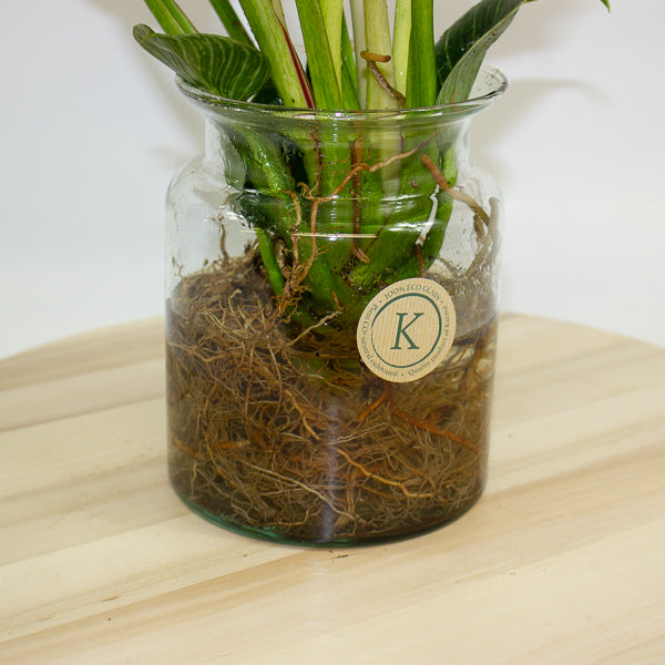 Philodendron White Wave in Hydro/Aqua 12cm H30cm
