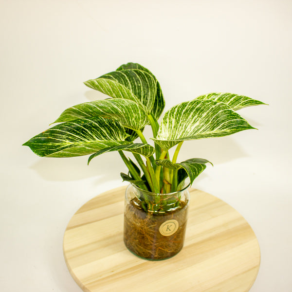 Philodendron White Wave in Hydro/Aqua 12cm H30cm