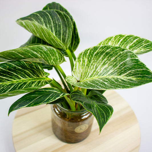 Philodendron White Wave in Hydro/Aqua 12cm H30cm