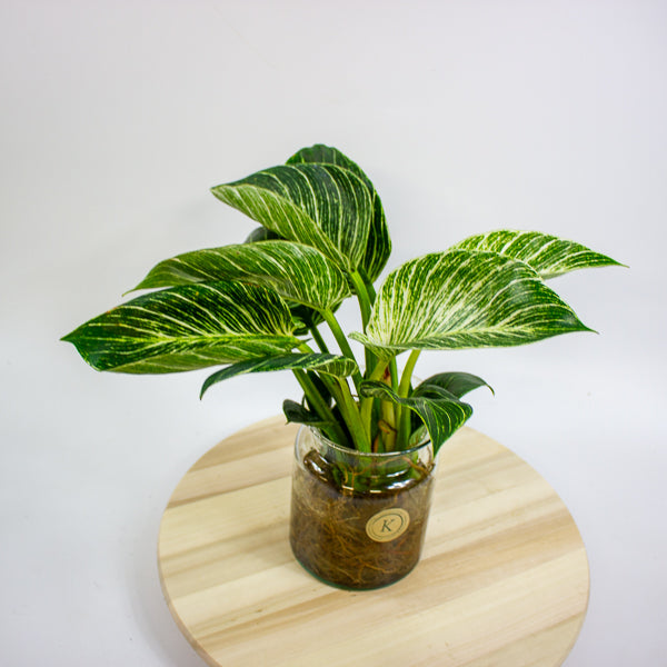 Philodendron White Wave in Hydro/Aqua 12cm H30cm