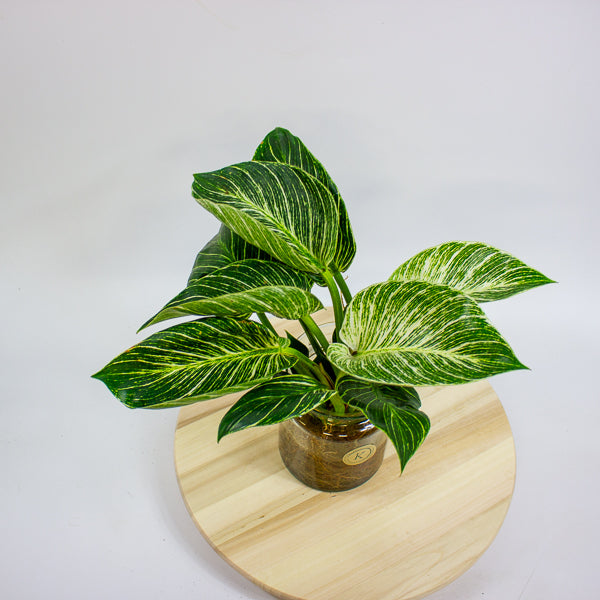 Philodendron White Wave in Hydro/Aqua 12cm H30cm