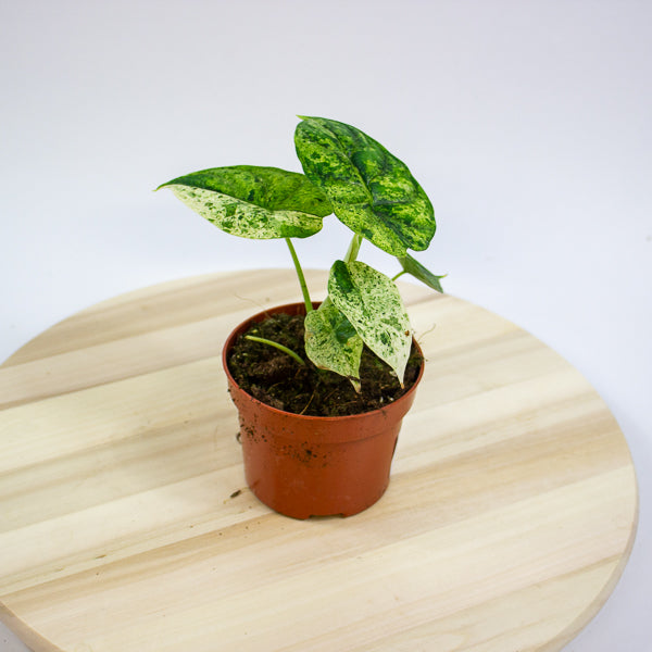 Alocasia baginda 'Dragon Scale Mint'