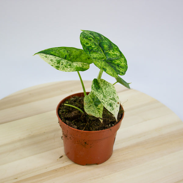 Alocasia Dragon Scale MINT 10.5cm H20cm