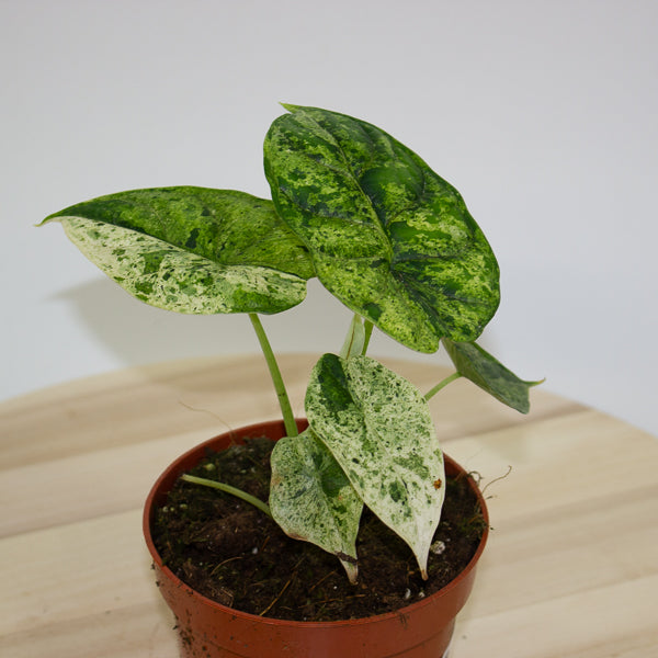 Alocasia Dragon Scale MINT 10.5cm H20cm