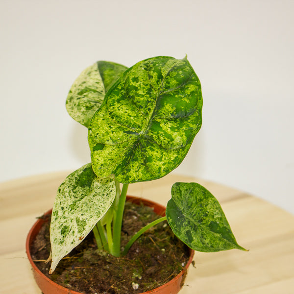 Alocasia Dragon Scale MINT 10.5cm H20cm