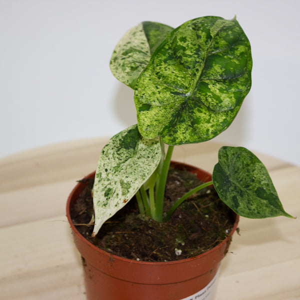 Alocasia Dragon Scale MINT 10.5cm H20cm