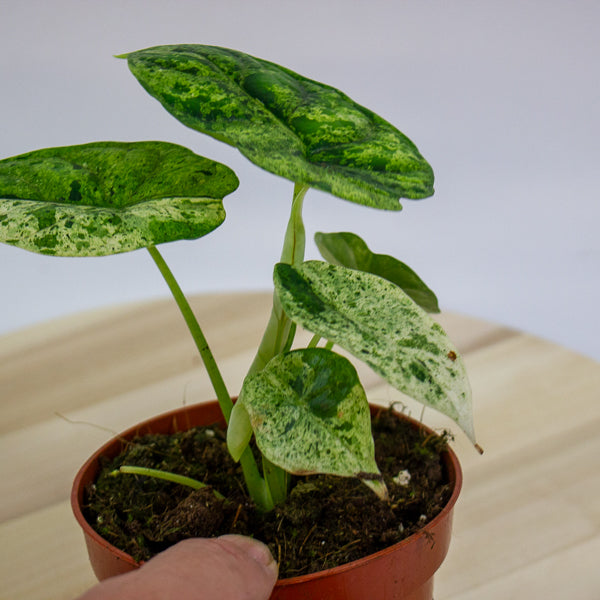 Alocasia Dragon Scale MINT 10.5cm H20cm