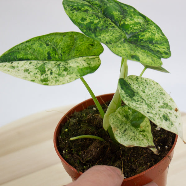Alocasia Dragon Scale MINT 10.5cm H20cm