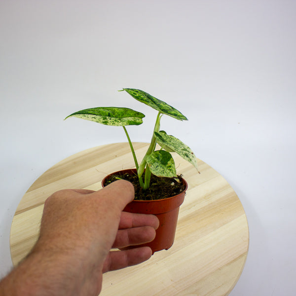 Alocasia Dragon Scale MINT 10.5cm H20cm