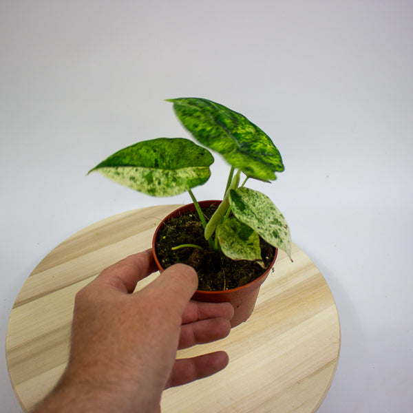 Alocasia Dragon Scale MINT 10.5cm H20cm