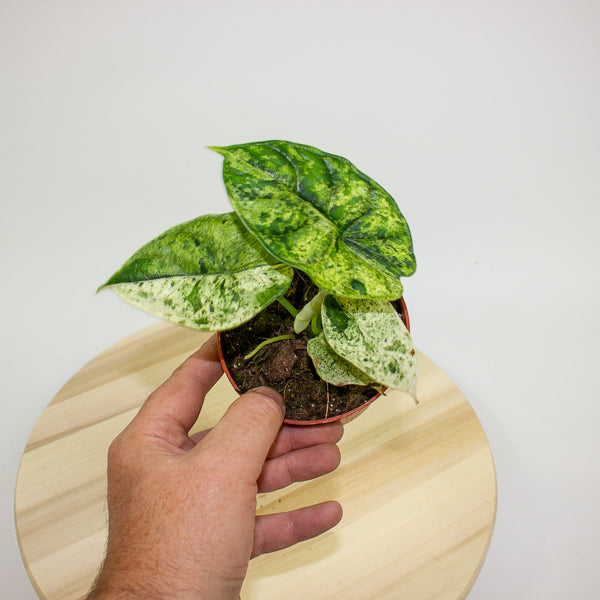 Alocasia Dragon Scale MINT 10.5cm H20cm