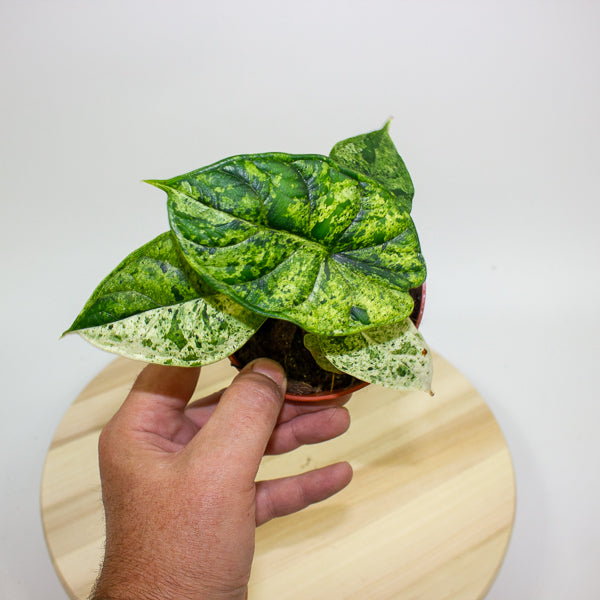 Alocasia Dragon Scale MINT 10.5cm H20cm
