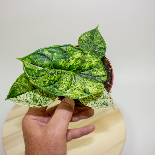 Alocasia Dragon Scale MINT 10.5cm H20cm