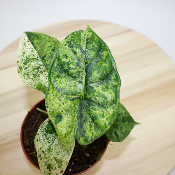Alocasia Dragon Scale MINT 10.5cm H20cm