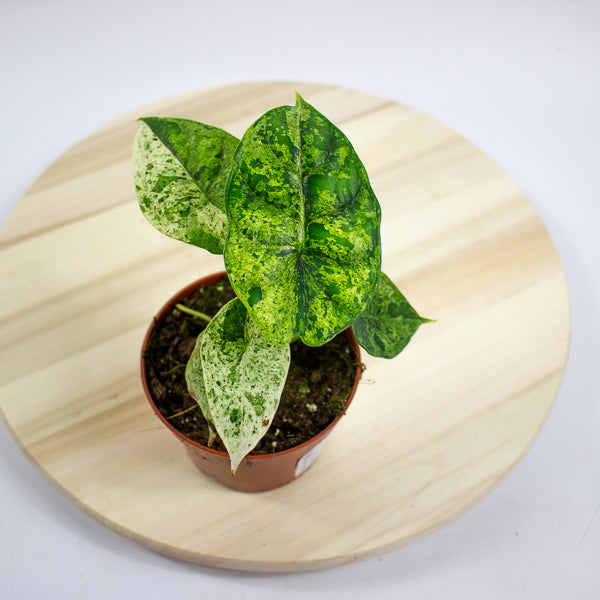 Alocasia Dragon Scale MINT 10.5cm H20cm