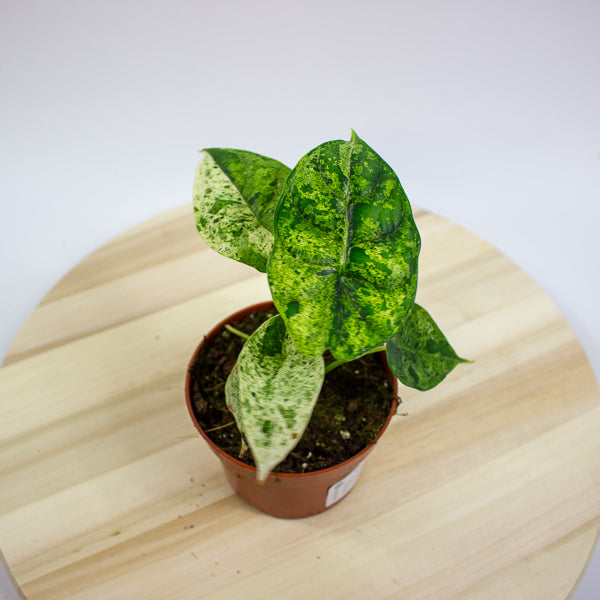 Alocasia Dragon Scale MINT 10.5cm H20cm