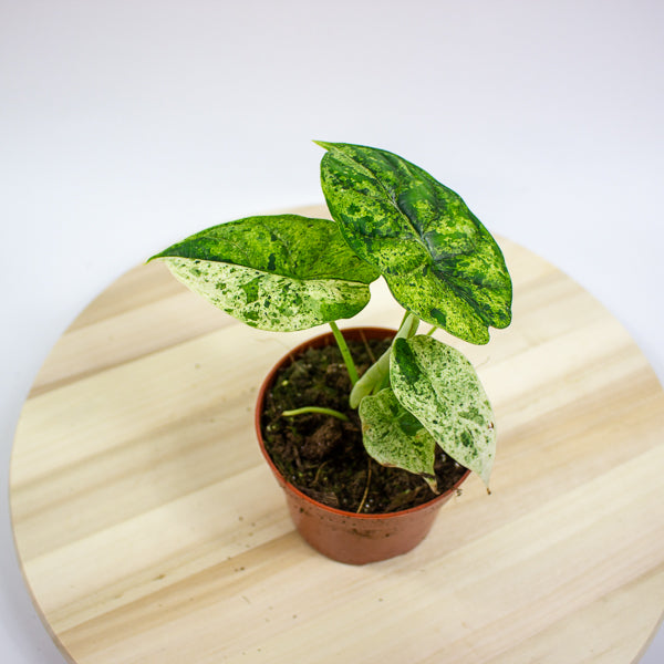 Alocasia Dragon Scale MINT 10.5cm H20cm