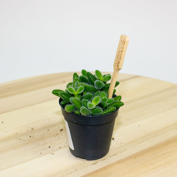 Delosperma echinatum 5.5cm H10cm