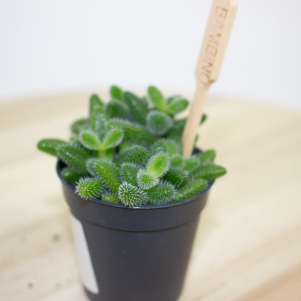 Delosperma echinatum 5.5cm H10cm