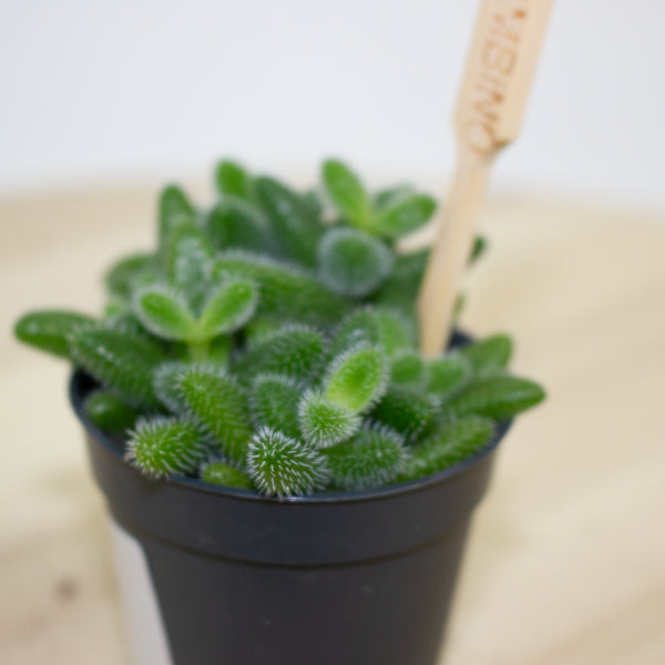 Delosperma echinatum 5.5cm H10cm