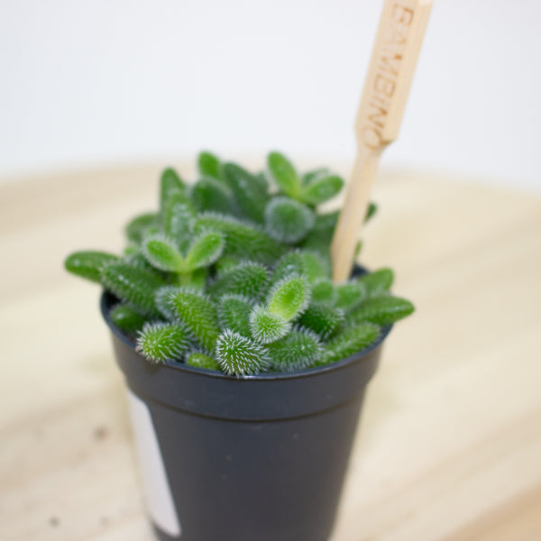 Delosperma echinatum 5.5cm H10cm
