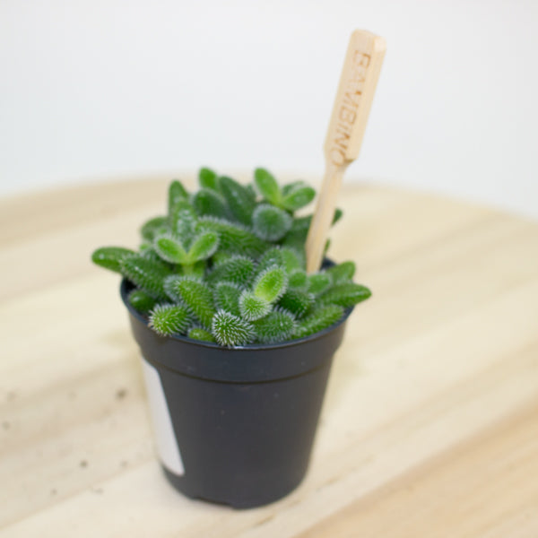 Delosperma echinatum 5.5cm H10cm