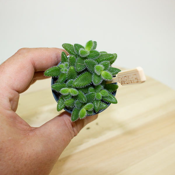 Delosperma echinatum 5.5cm H10cm