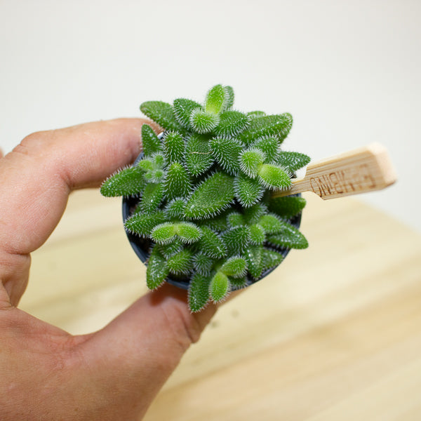 Delosperma echinatum 5.5cm H10cm