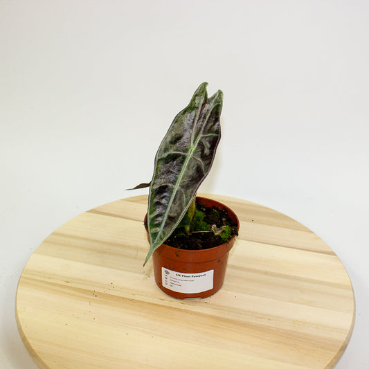 Alocasia Longiloba Purple 10.5cm H15cm