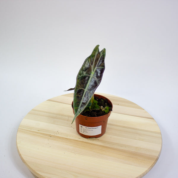 Alocasia Longiloba Purple 10.5cm H15cm